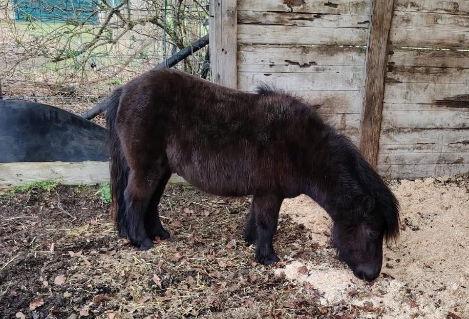 Louike, Dieren en Toebehoren, Zadelmak