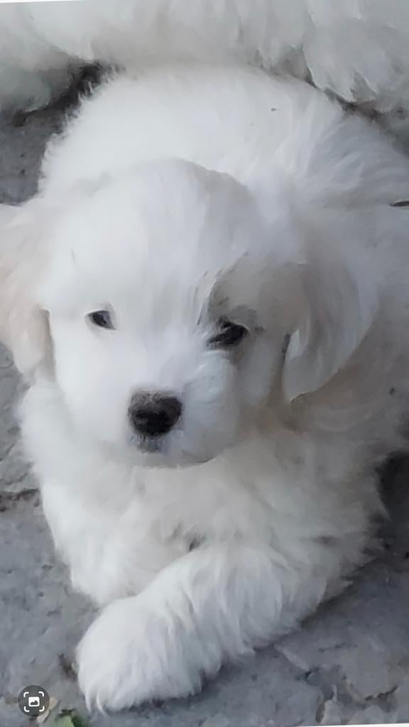 Maltezer pups, Dieren en Toebehoren, Parvo, België, Maltezer, Fokker | Hobbymatig
