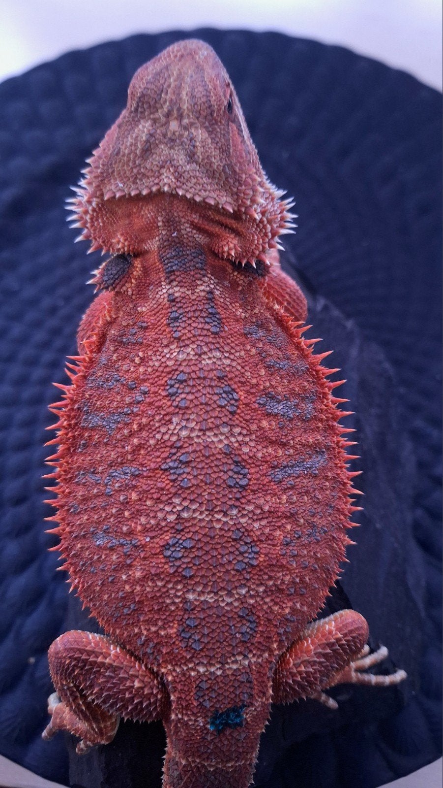 Zaterdag aanbieding !! Red Monster Blue Tiger Man, Dieren en Toebehoren, Reptielen en Amfibieën