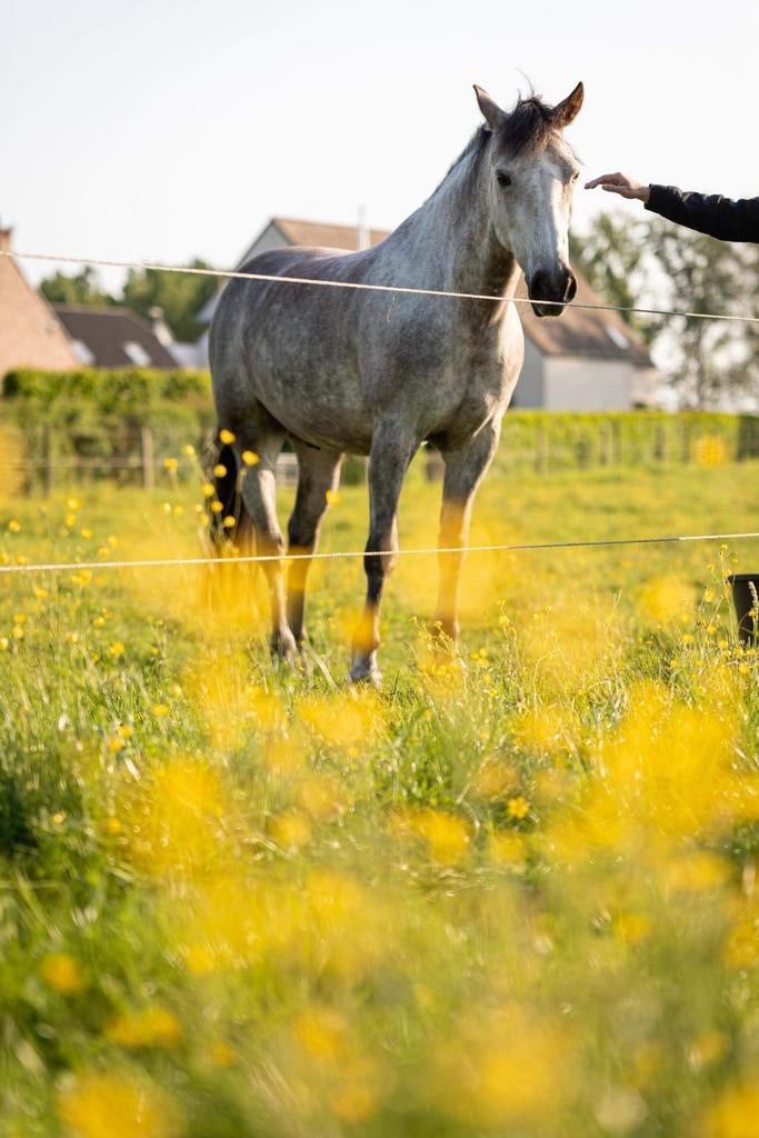 D-pony te koop, Dieren en Toebehoren, Paarden