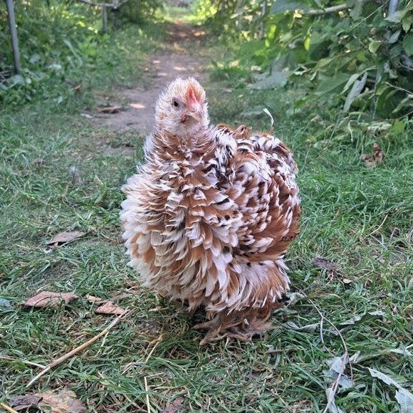 Cochin kriel porselein krul & gladveer, Dieren en Toebehoren