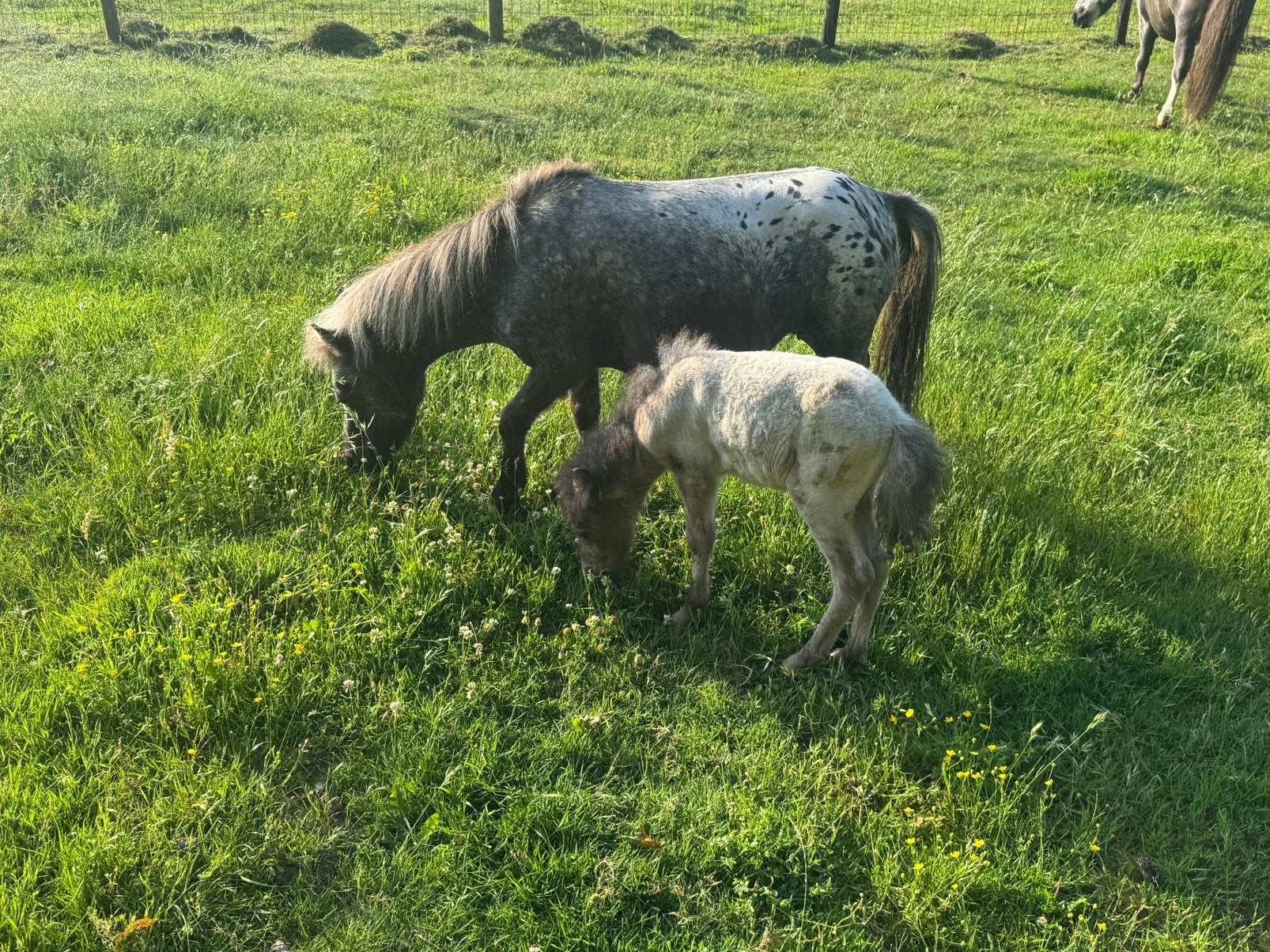 Shetlander veulentje, hengstje, Animaux & Accessoires, Poneys, Étalon, Ne s'applique pas, Poney A (jusqu'à 1.17 m), Poney de récréation