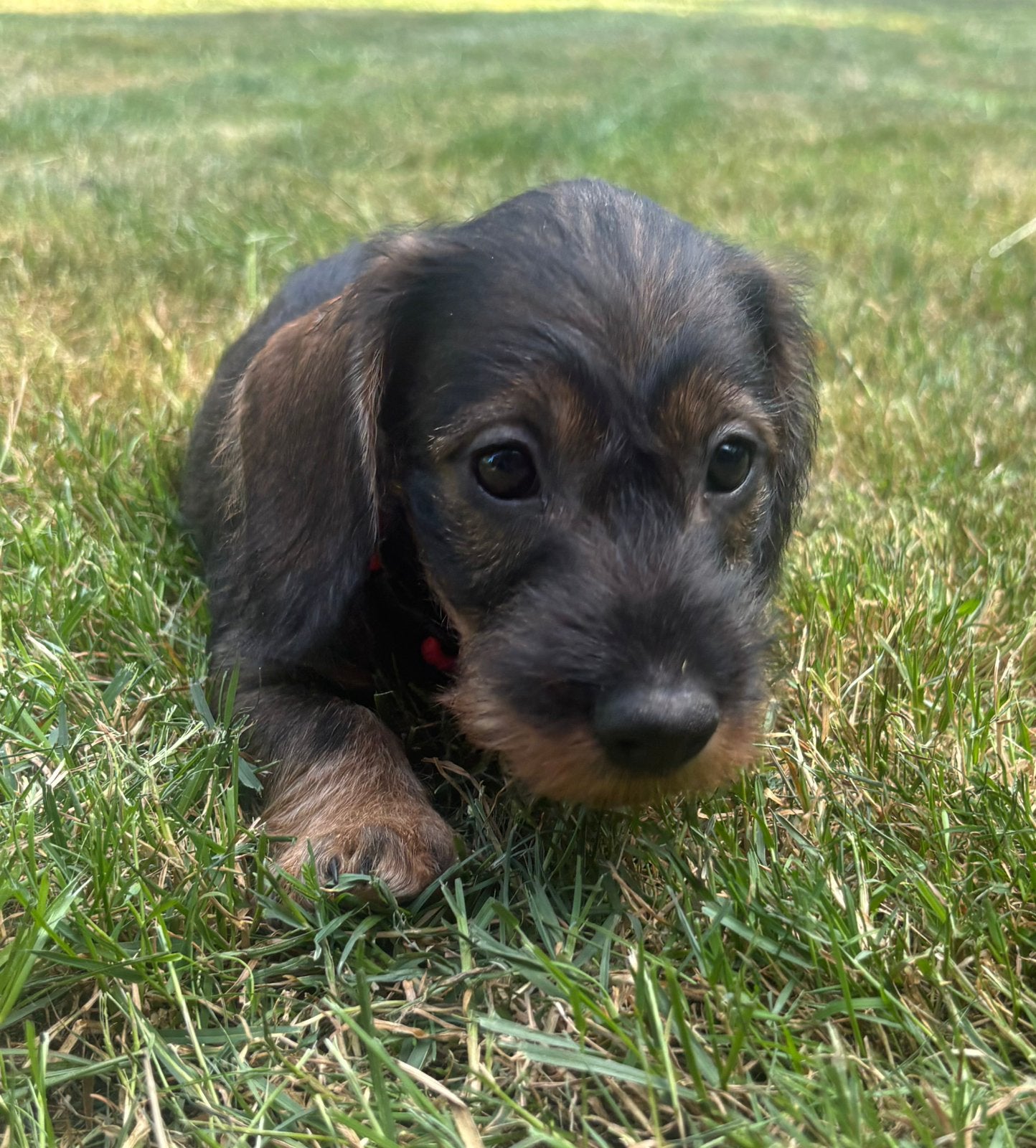 Beaux chiots teckels nains hirsutes, élevés à la maison, Chien (mâle), Belgique, 8 à 15 semaines, Poils durs