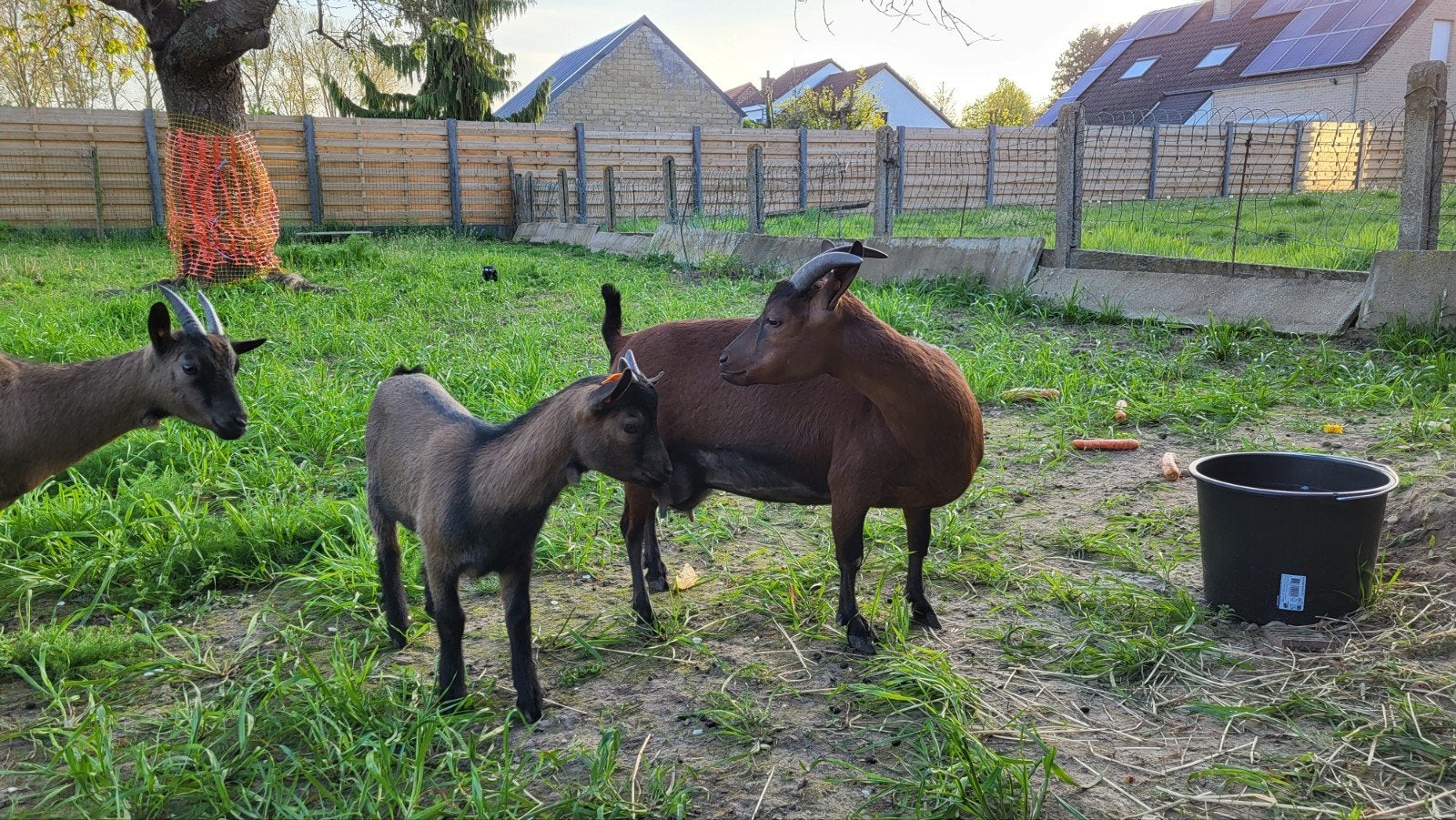 4 chèvres pygmées à vendre, Animaux & Accessoires, Chevaux