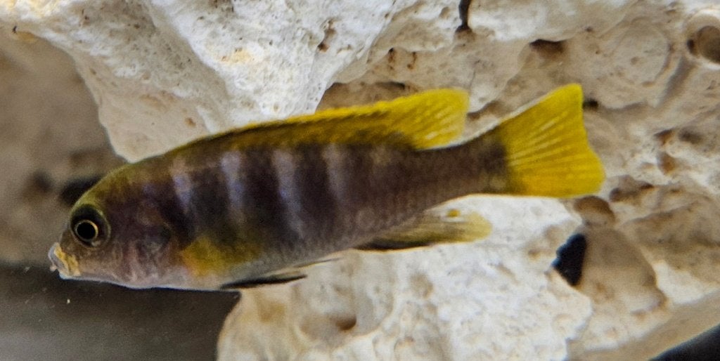 Cichlidés Labidochromis mbamba Bay Malawi, Poisson, Poisson d'eau douce