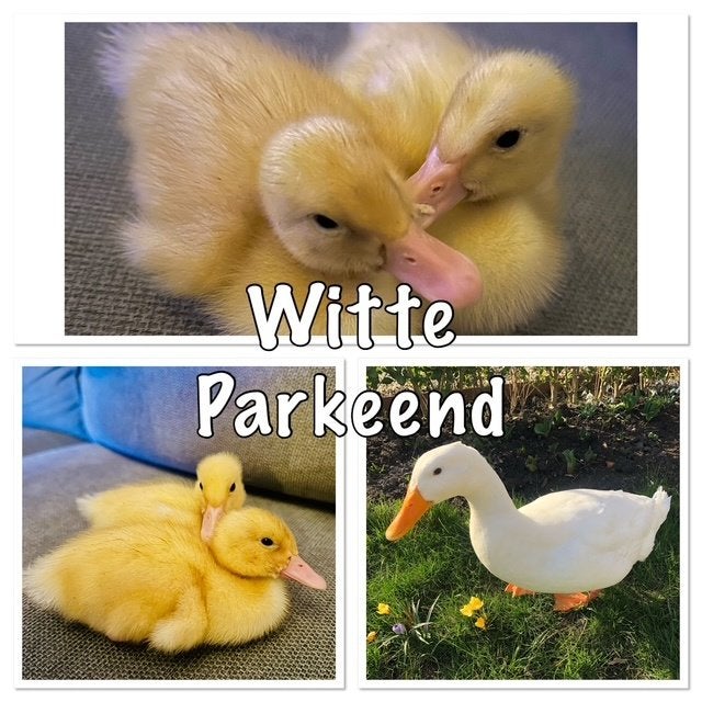 Broed eieren van de witte eend, Dieren en Toebehoren, Eend
