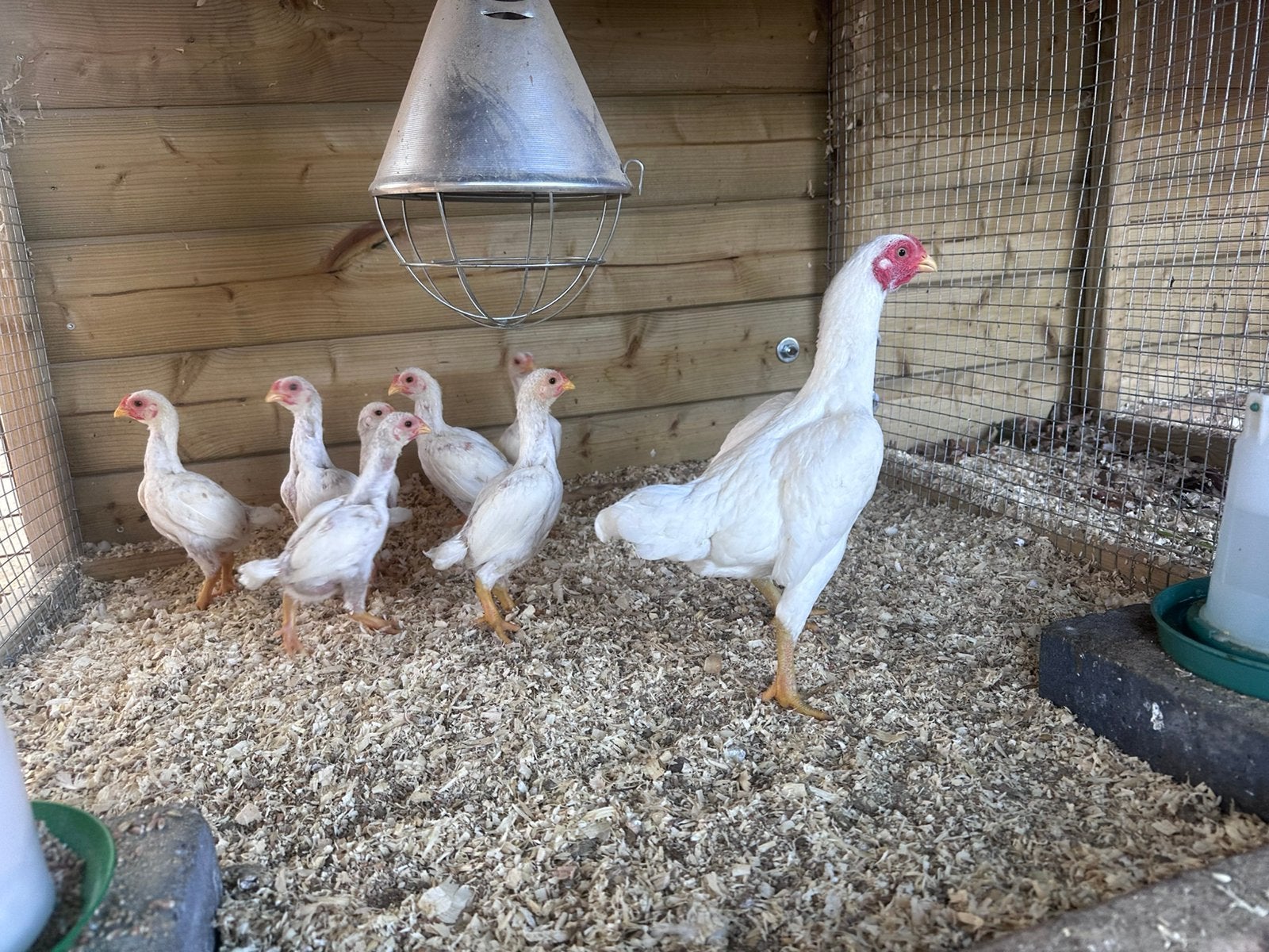 Ko-shamo kippen, Dieren en Toebehoren, Meerdere dieren, Kip
