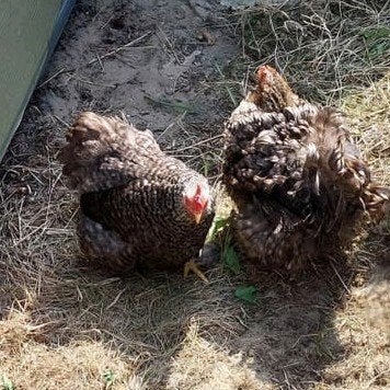 Cochin krielen 5 hennen 1 haan gladveer, Meerdere dieren, Kip