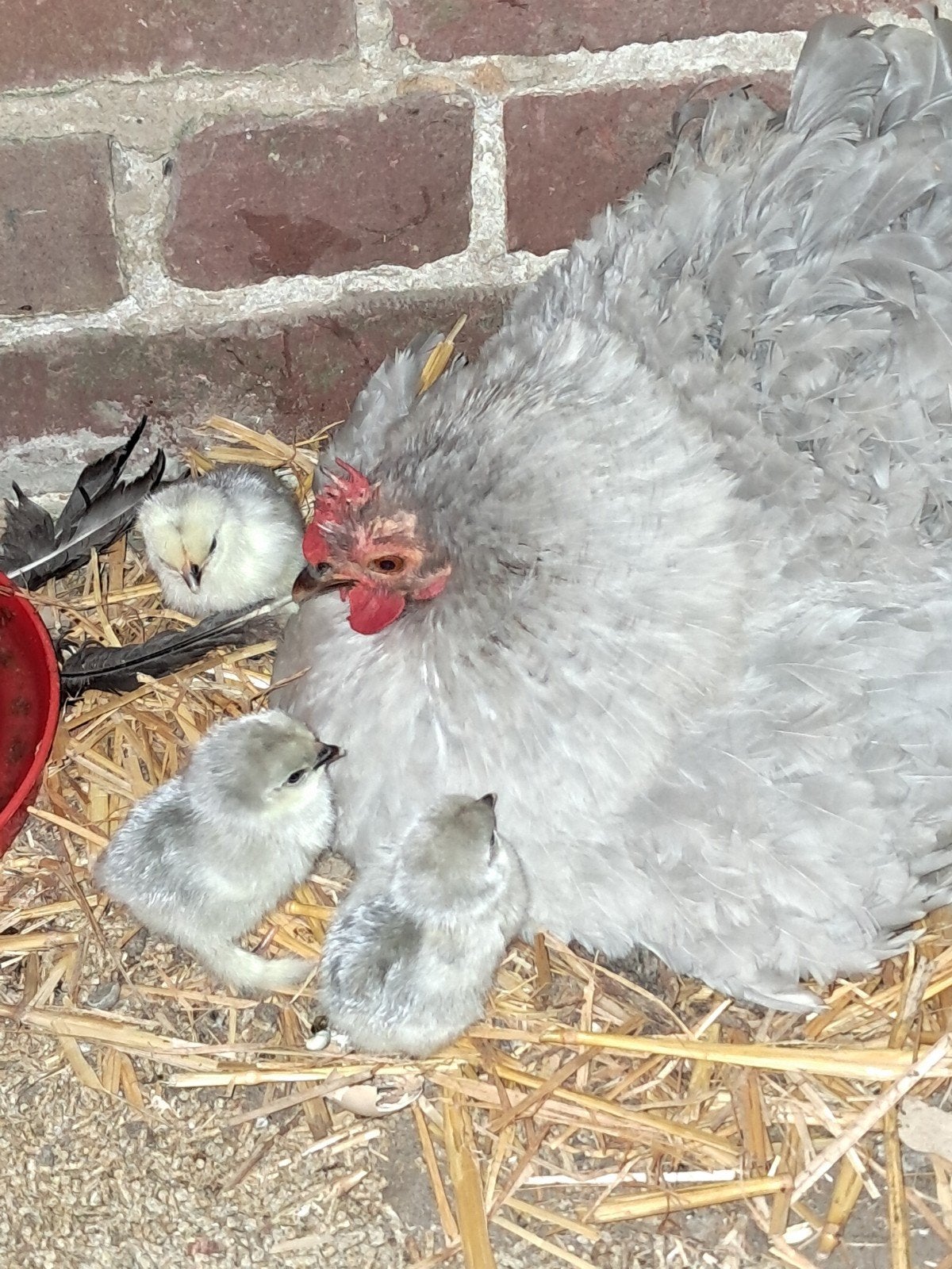 4 cochin hennen zilvergrijs, Femelle, Poule ou poulet