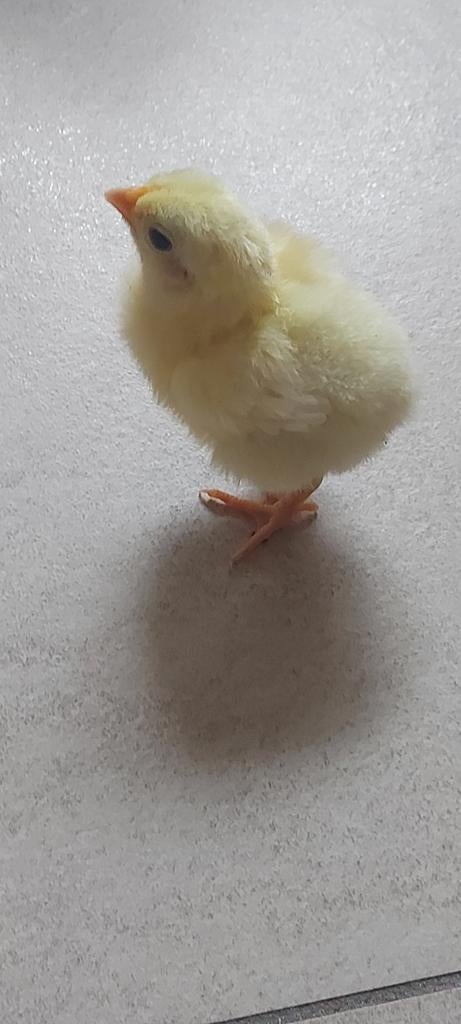 Leuke piepkuikens - mooi en sterk ras, Dieren en Toebehoren, Pluimvee