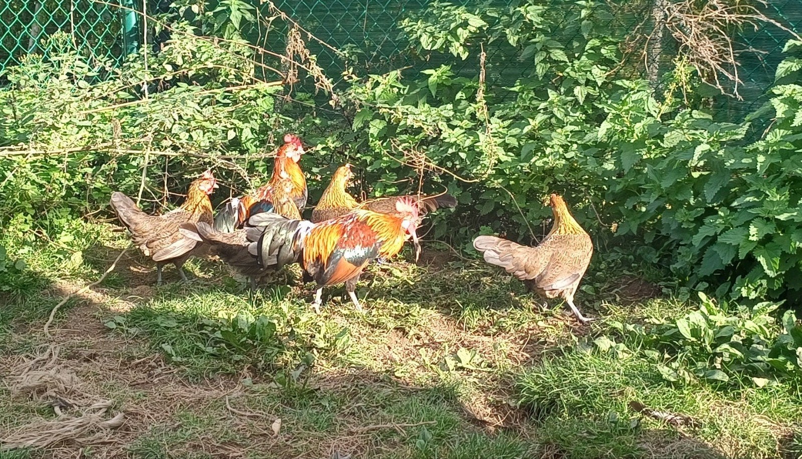 Bassette, Plusieurs animaux, Poule ou poulet