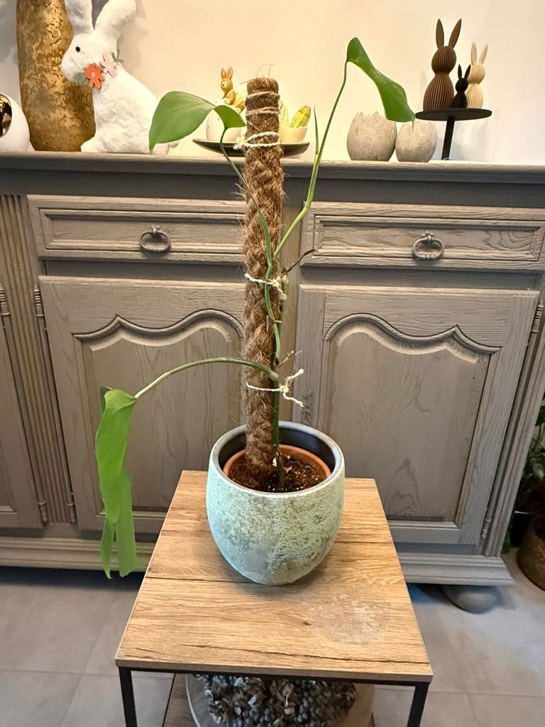 Monstera variegata, Enlèvement