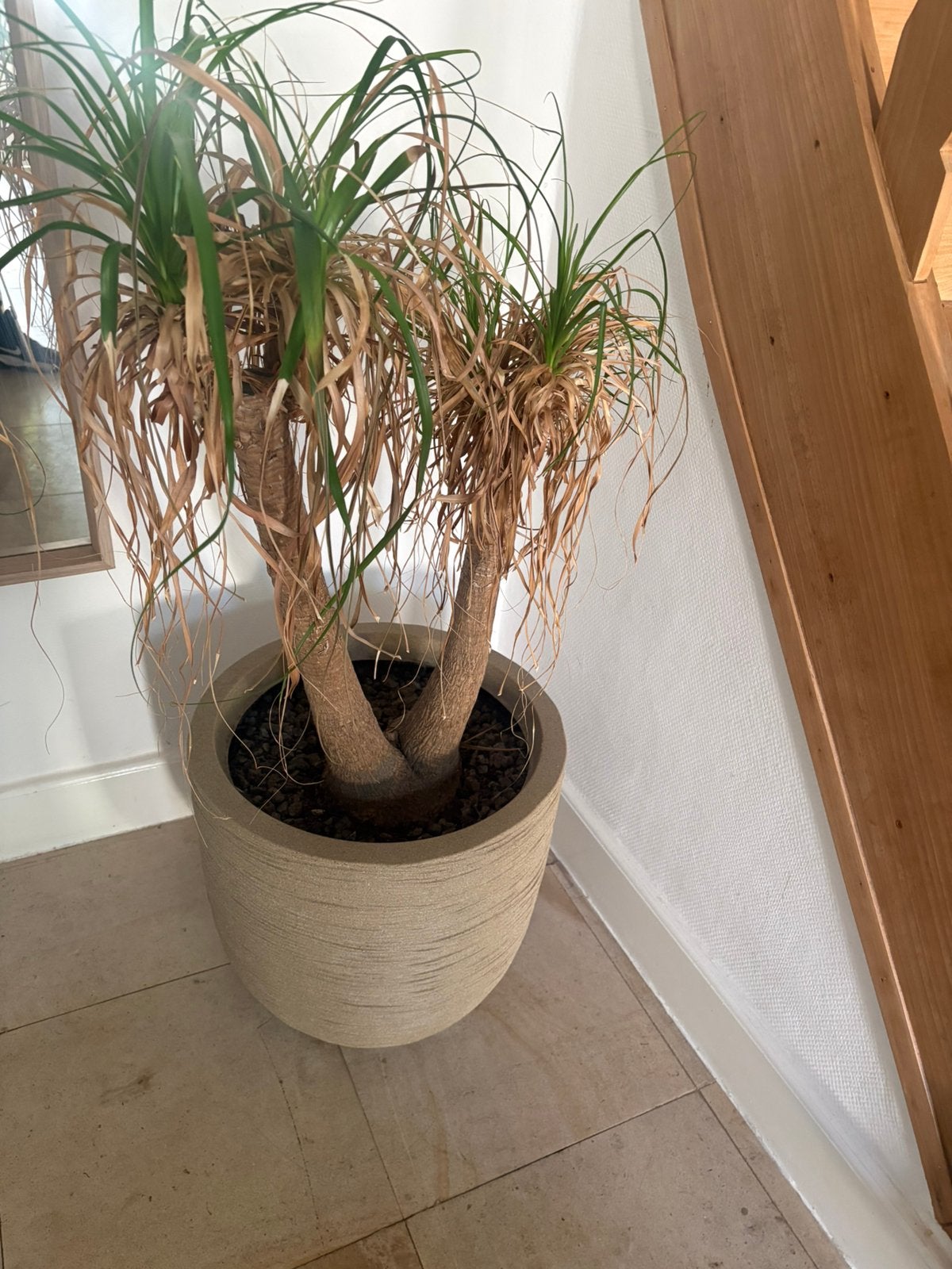 Grote Beaucarnea / Olifantspoot – 120 cm – inclusief sierpot, Huis en Inrichting, Ophalen, Palm