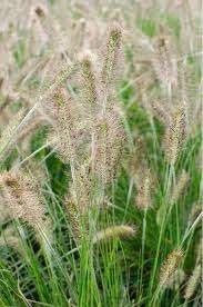 Pennisetum Hameln, Tuin en Terras, Planten | Tuinplanten, Ophalen, Halfschaduw