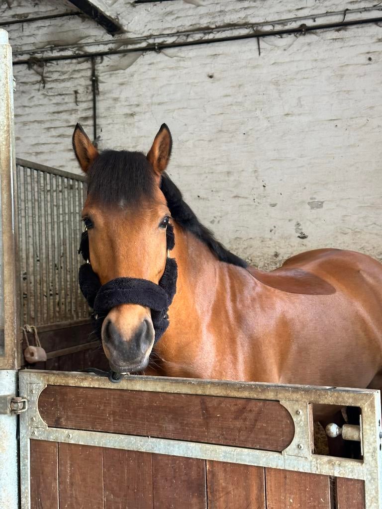 Cheval cherche famille 5*, Envoi