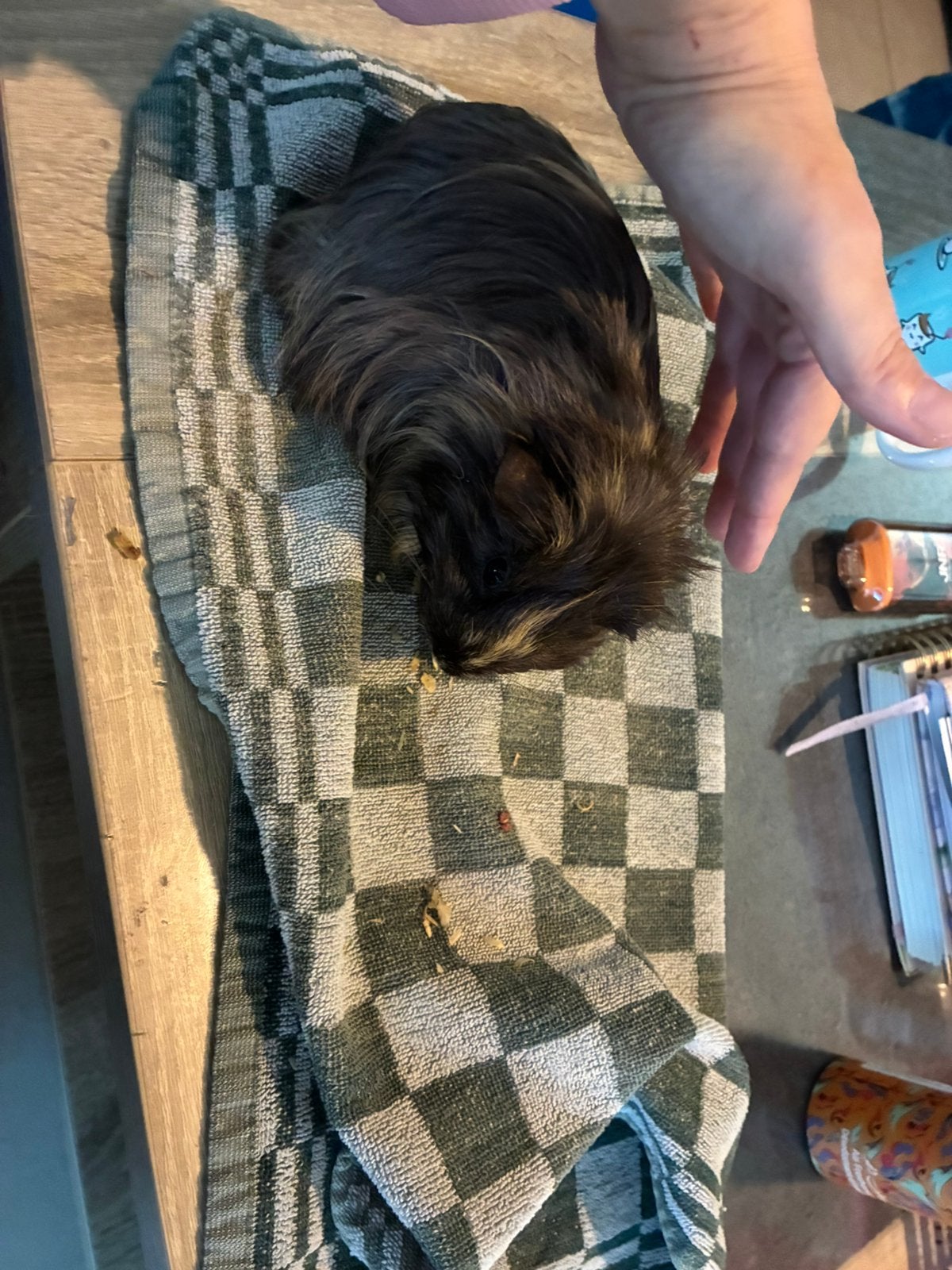 Cavias mannetjes, Dieren en Toebehoren, Juli, Mannelijk, Cavia