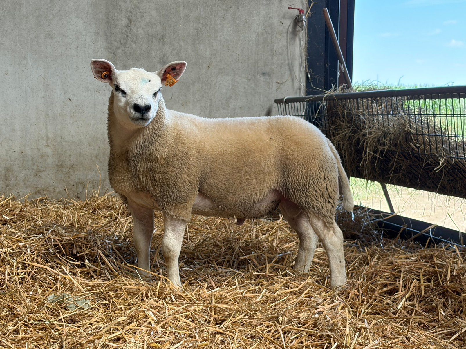 Engelse Texelaar ramlammeren, Animaux & Accessoires, Moutons, Chèvres & Cochons, Mâle, Mouton, 0 à 2 ans
