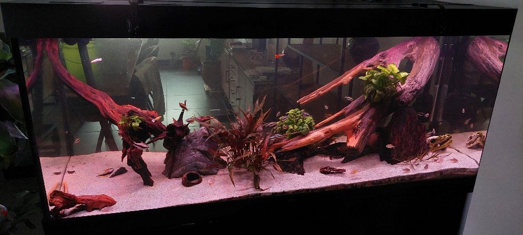Juwel Rio 450 151x51x61, Animaux & Accessoires, Poissons | Aquariums & Accessoires, Poissons inclus, Aquarium d'eau douce rempli