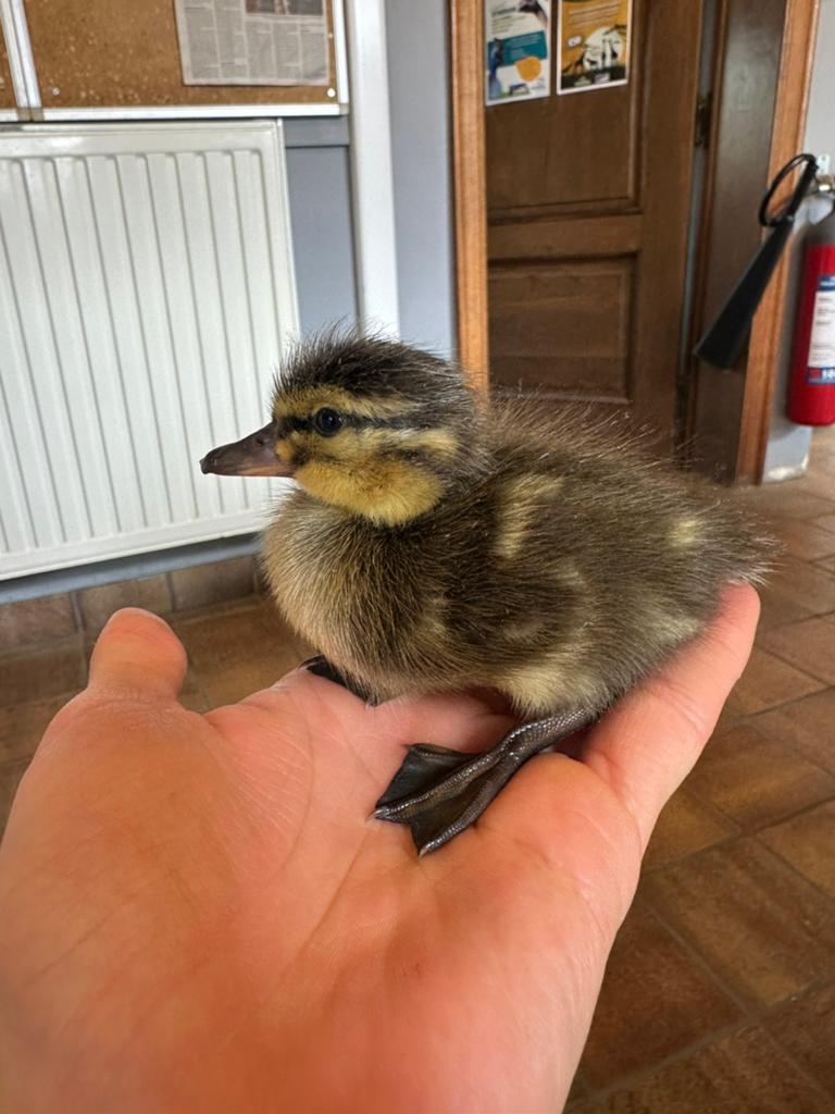 Eendagskuikens wilde eend, Dieren en Toebehoren, Pluimvee, Eend