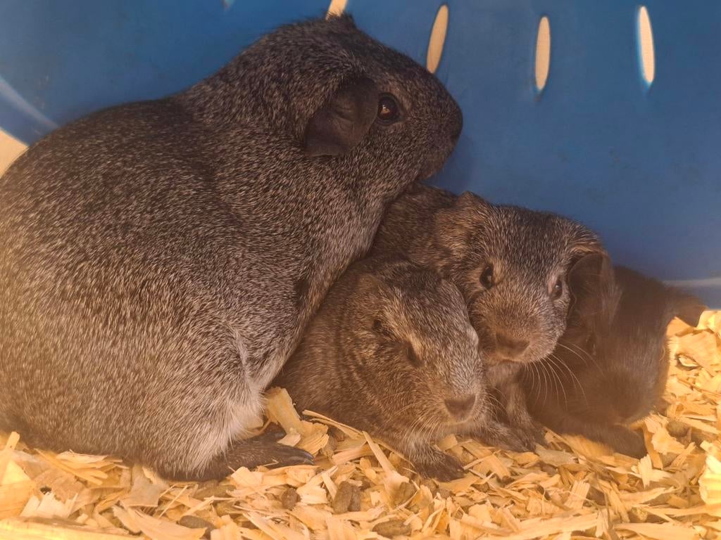 3 jonge beertjes, Dieren en Toebehoren, Cavia, April, Mannelijk, Tam
