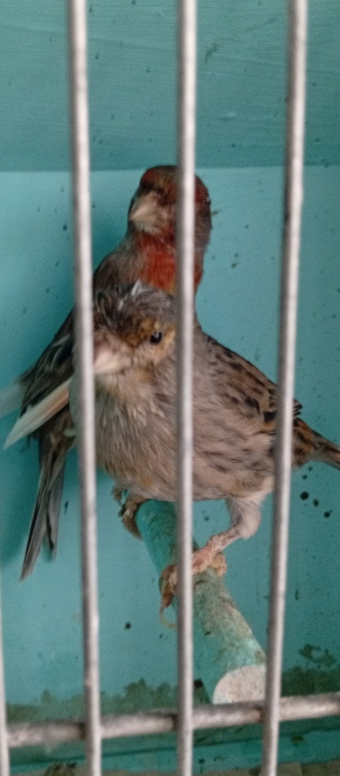 Couple canaris agate rouge 2026 à, Meerdere dieren, Zangkanarie