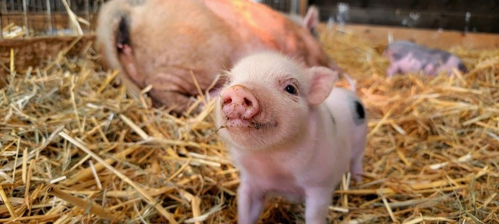 Varken ner gezocht, Zakelijke goederen, Landbouw | Veevoer, Ophalen