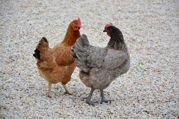 Legkippen 3 stuks, Femelle, Poule ou poulet