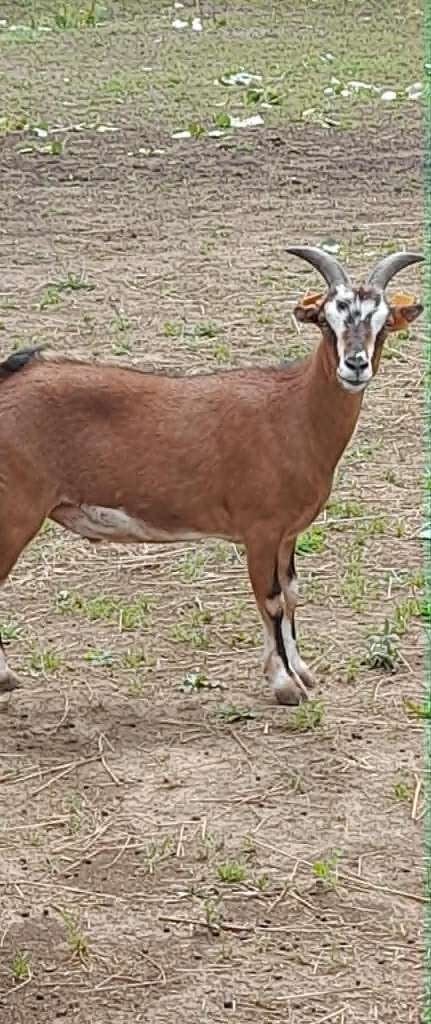 "Super mooie gecastreerde bok", Mâle, Chèvre, 0 à 2 ans