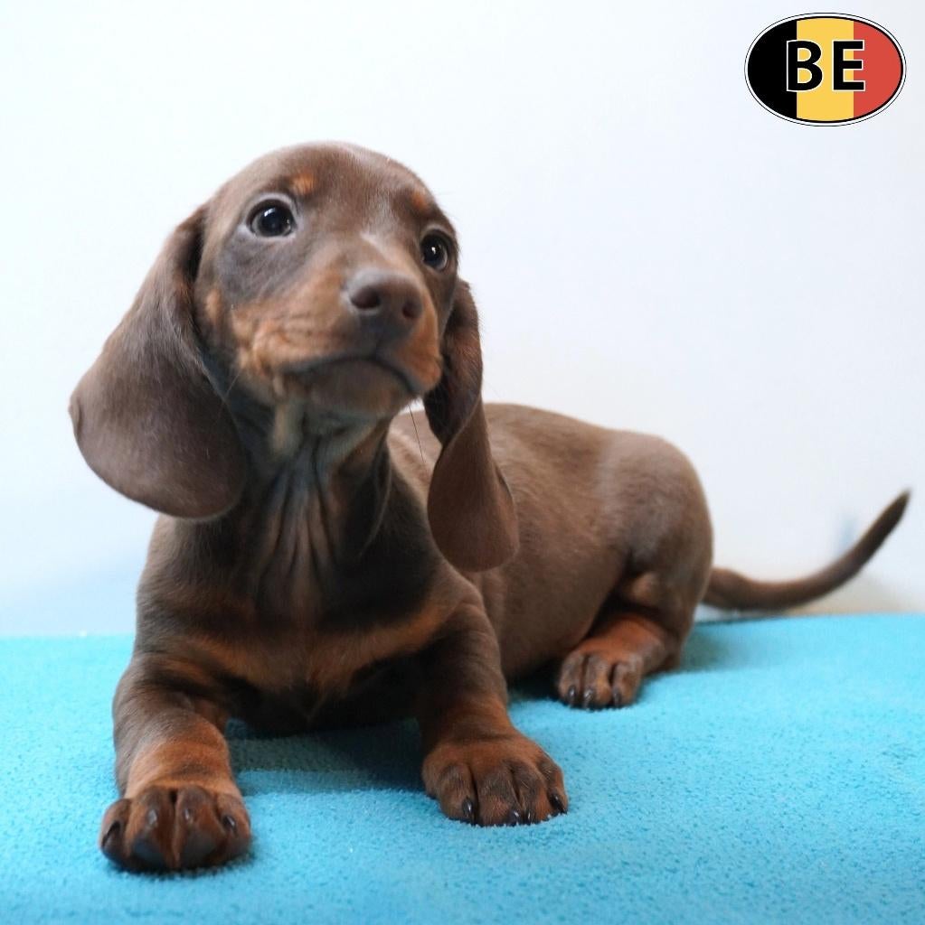 Choco Tan Kortharige Teckel pups te koop (Belgisch), Parvo, België, Handelaar, 8 tot 15 weken