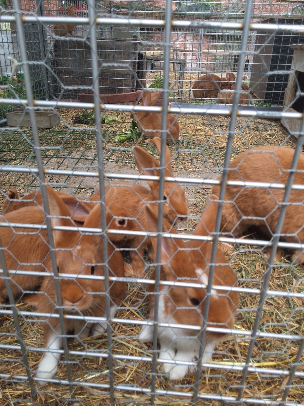 jonge konijnen te koop (gevaccineerd), Plusieurs animaux, Taille moyenne, 0 à 2 ans