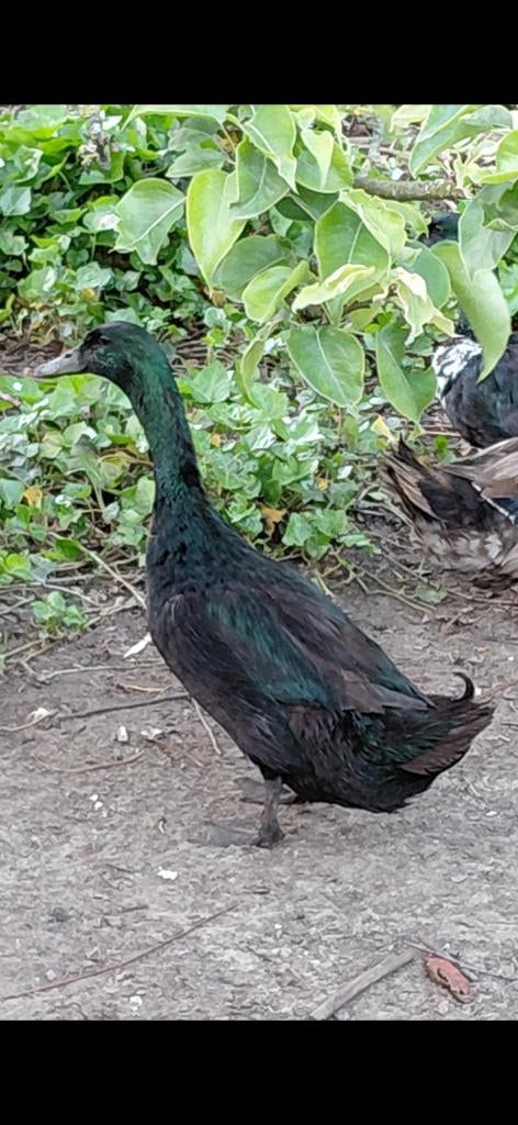 Koppel grote zwarte eenden, Dieren en Toebehoren, Eend