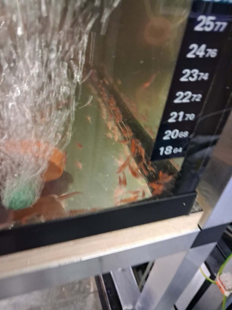 Vuurgarnalen - aquarium leegmaken - 100 stuks!, Kreeft, Krab of Garnaal, Zoetwatervis, Schoolvis