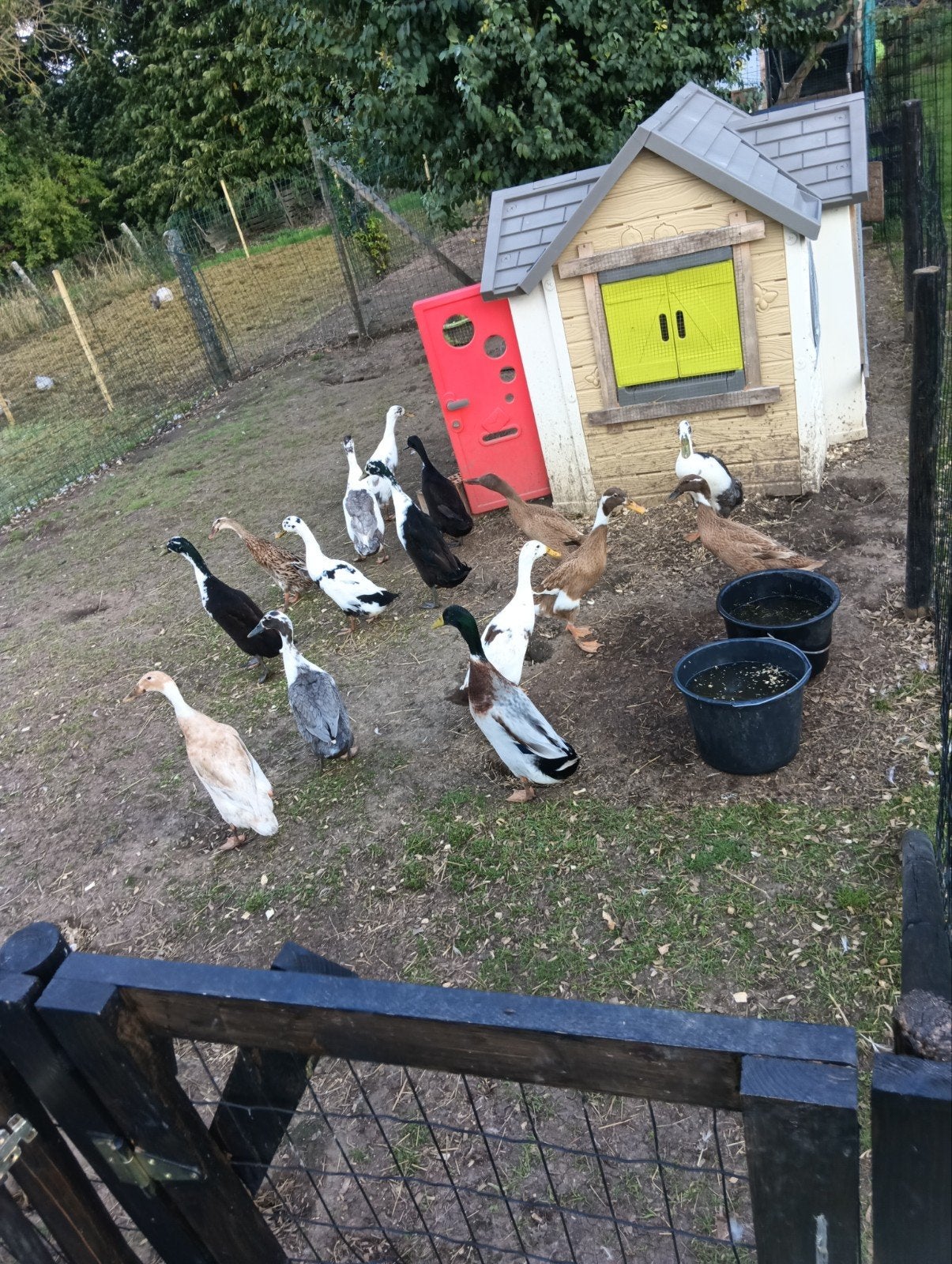 indische loopeenden, Dieren en Toebehoren, Pluimvee