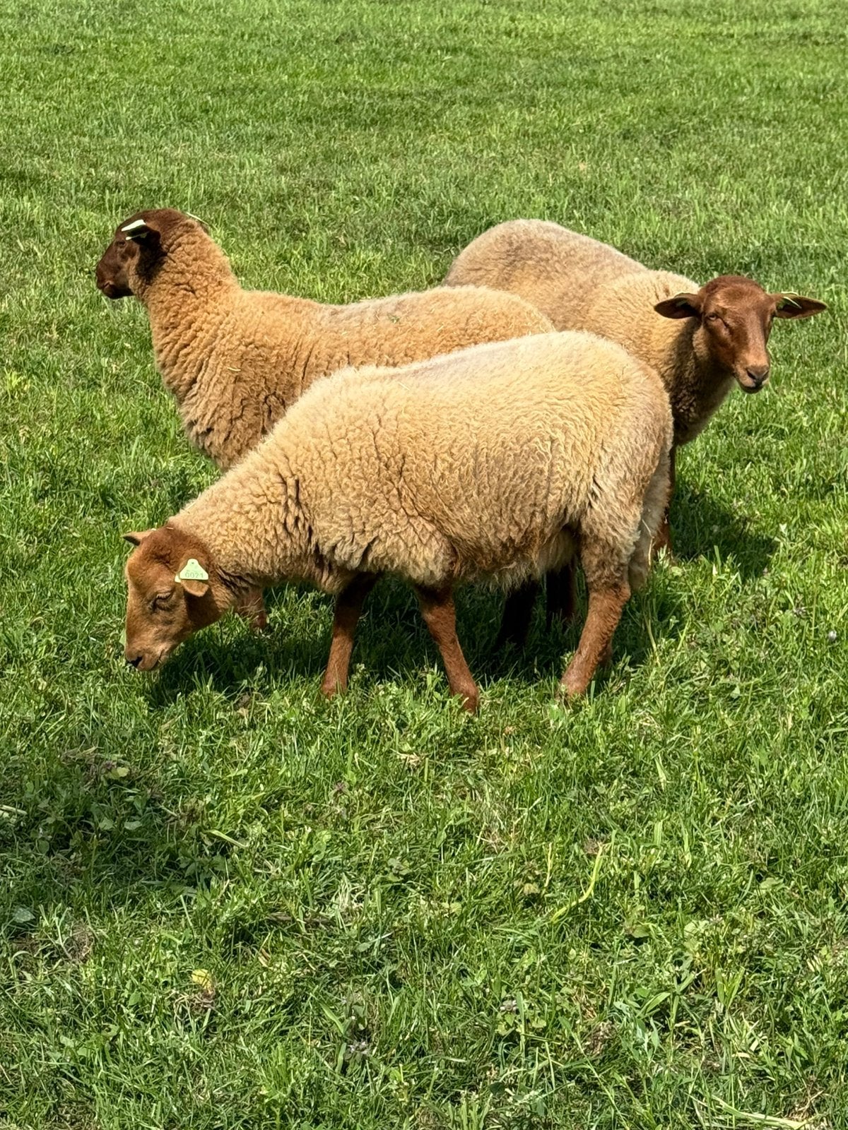 Ardense voskop lammeren, Dieren en Toebehoren
