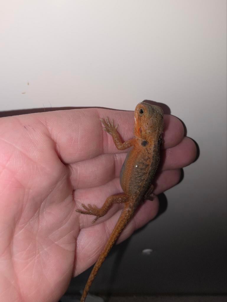 Prachtige orange dunner coral hypotrans baardagaambaby, Dieren en Toebehoren, Hagedis, Tam, 0 tot 2 jaar