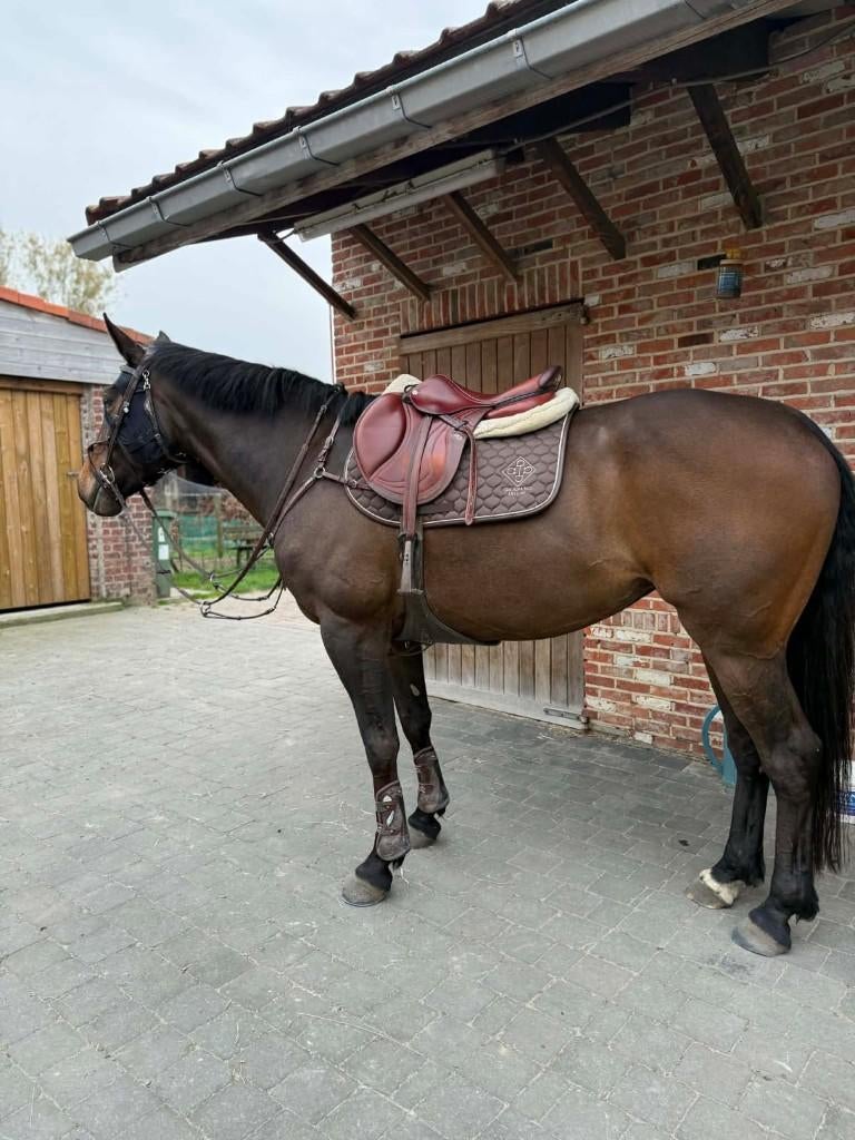 6 jarige merrie te koop, Dieren en Toebehoren, Merrie, 160 tot 165 cm, Springpaard, 3 tot 6 jaar