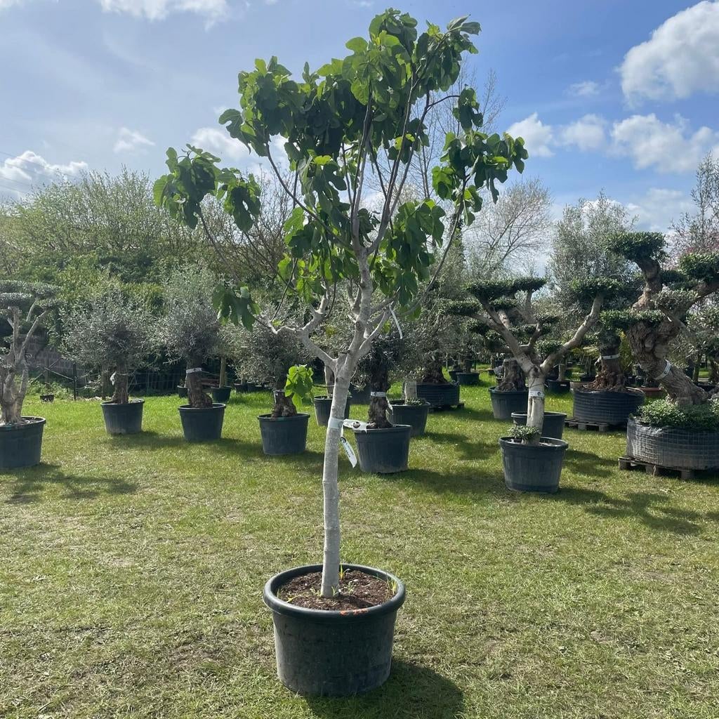 ‼️prachtige vijgenbomen aan promoprijzen ‼️, Tuin en Terras, Planten | Bomen, Ophalen