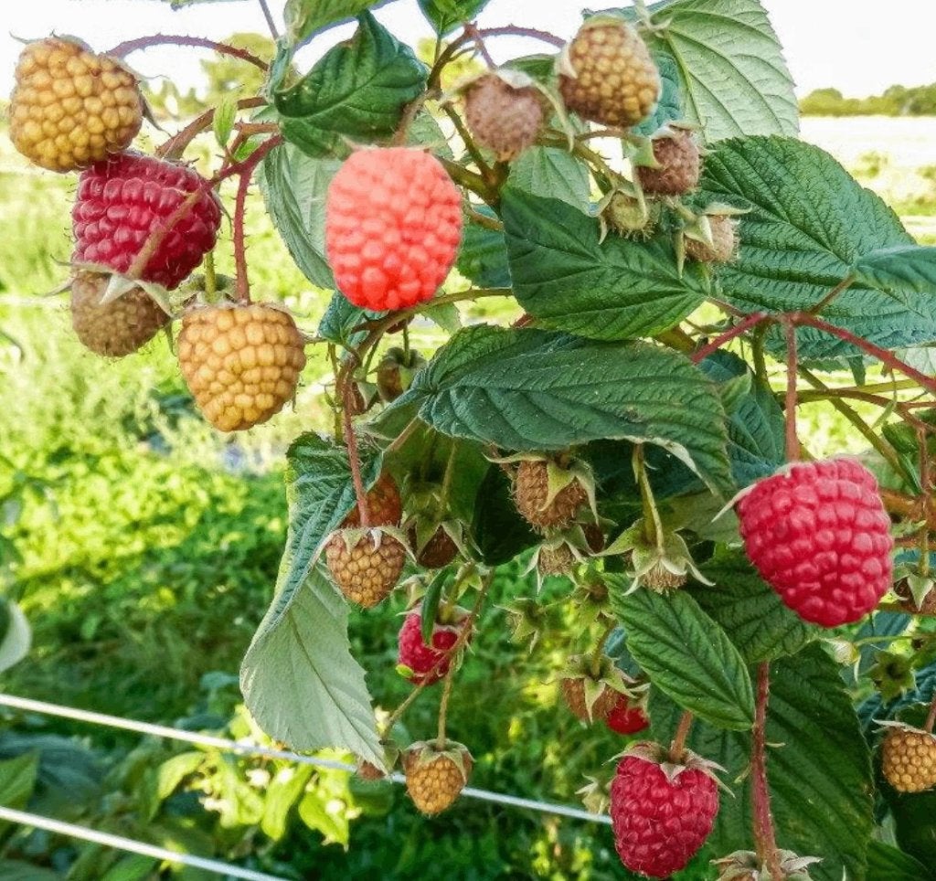 Framboos ( Plant ), Enlèvement, Plante fixe, Plantes fruitières, Plein soleil
