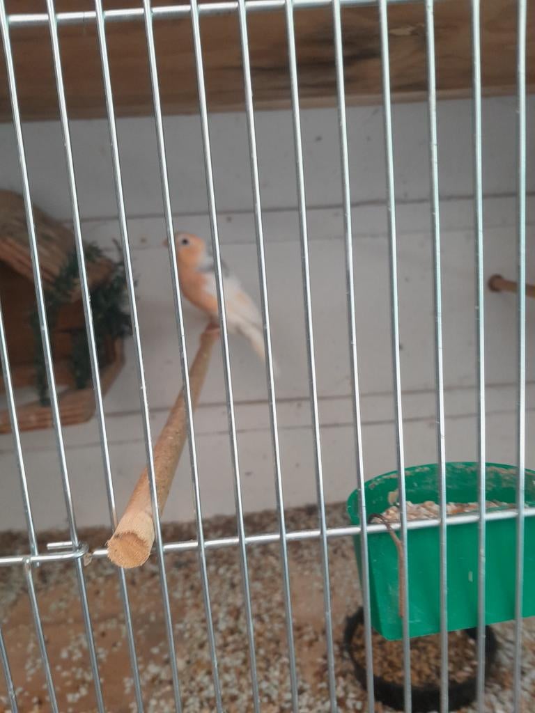 Bonte goudvink, Ophalen