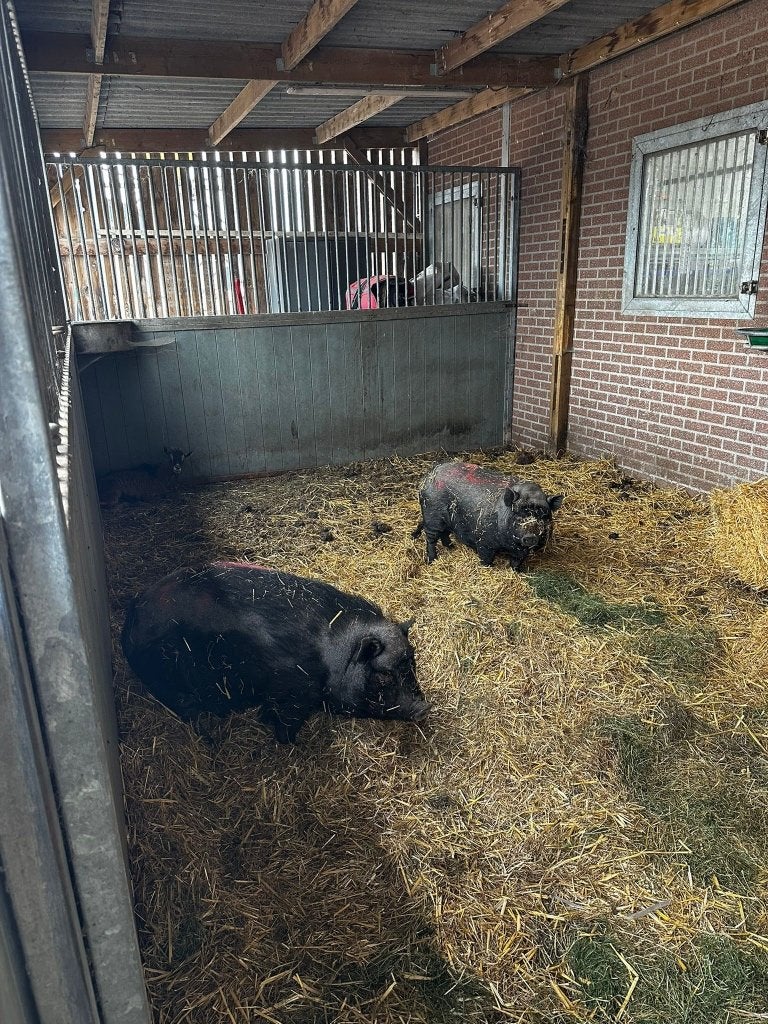 GRATIS : 2 zeug hangbuikzwijntjes, Vrouwelijk, Varken, 0 tot 2 jaar
