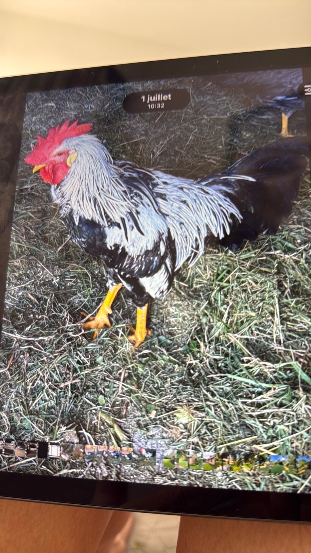 Coq leghorn pour reproduction, Enlèvement