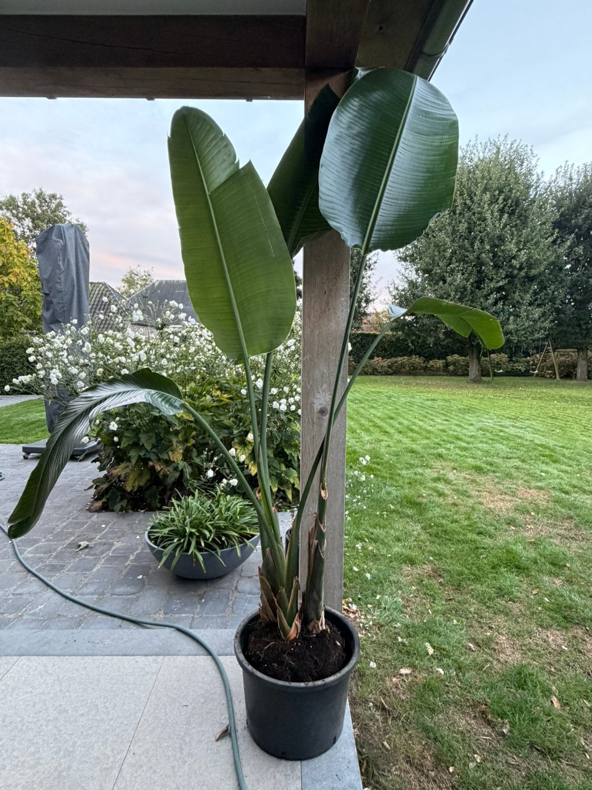 Strelitzia Nicolai, Enlèvement