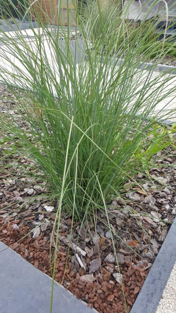 Tuinplant Miscanthus Sinensis, Enlèvement ou Envoi, Ne fleurit pas, Plein soleil, Graminées ornementales