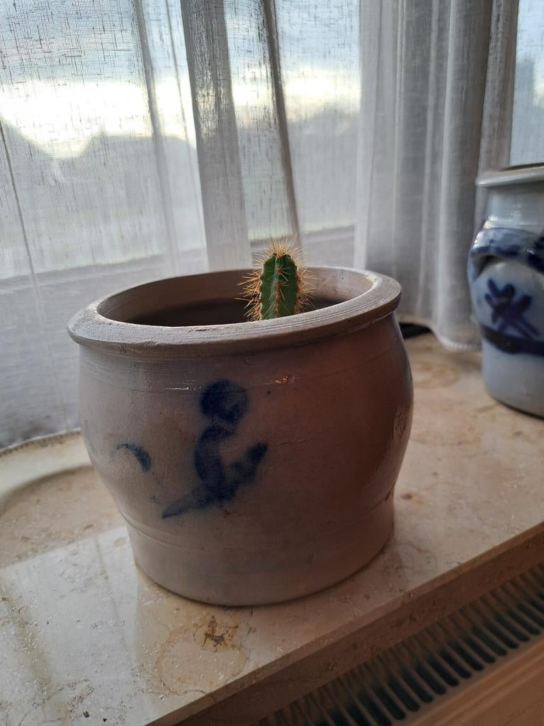 Keulse pot met cactus, Ophalen of Verzenden