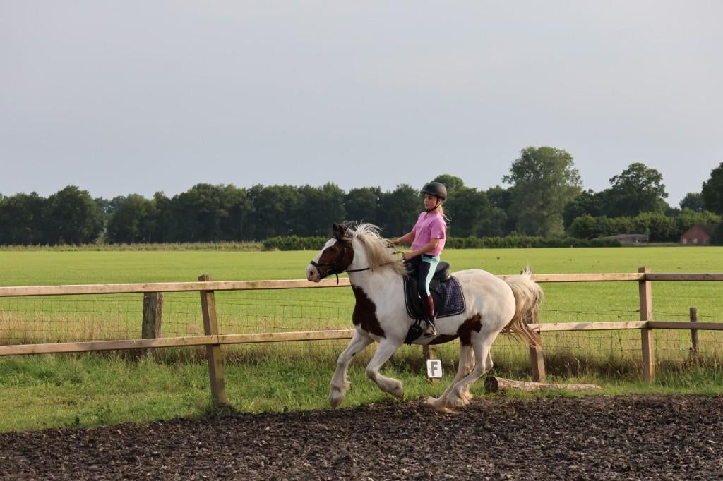 Bijrijd verzorg paard gezocht, Ophalen, Springen