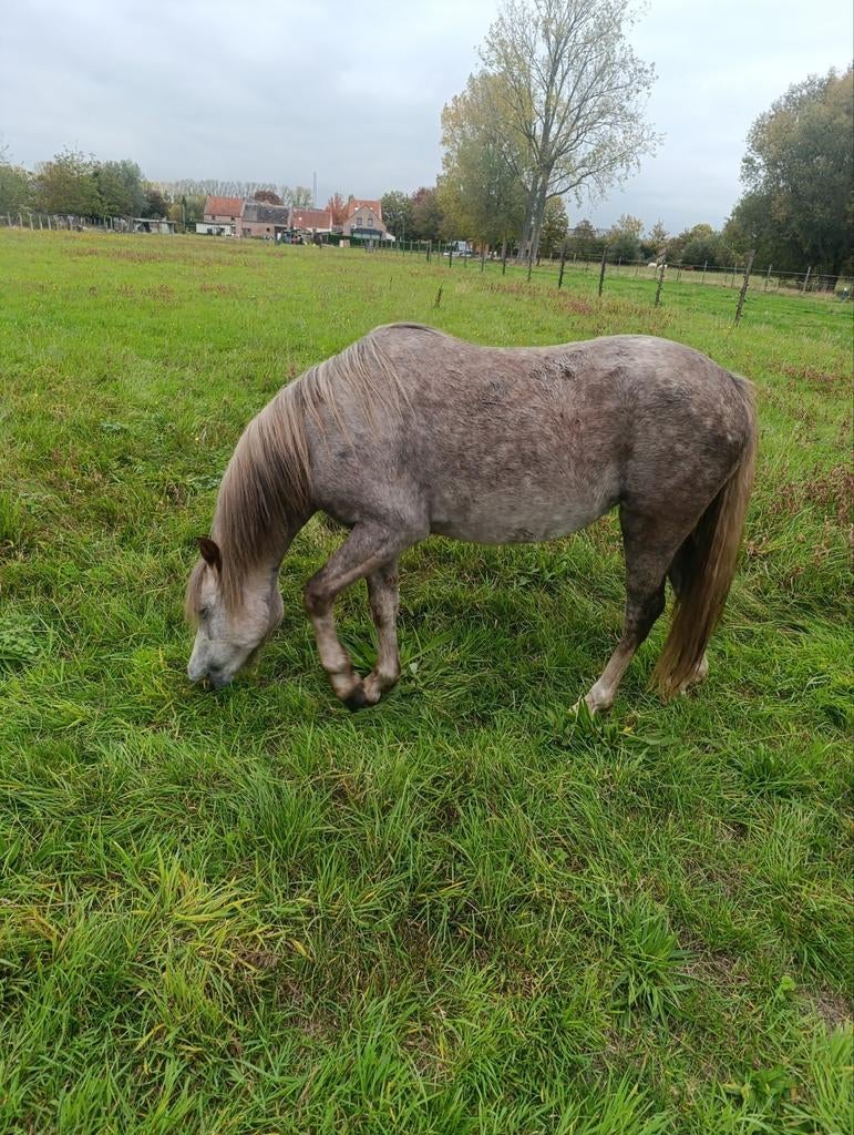 3 jarige welsh sectie C merrie en 6 jarige sectie C ruin, Dieren en Toebehoren, Ophalen