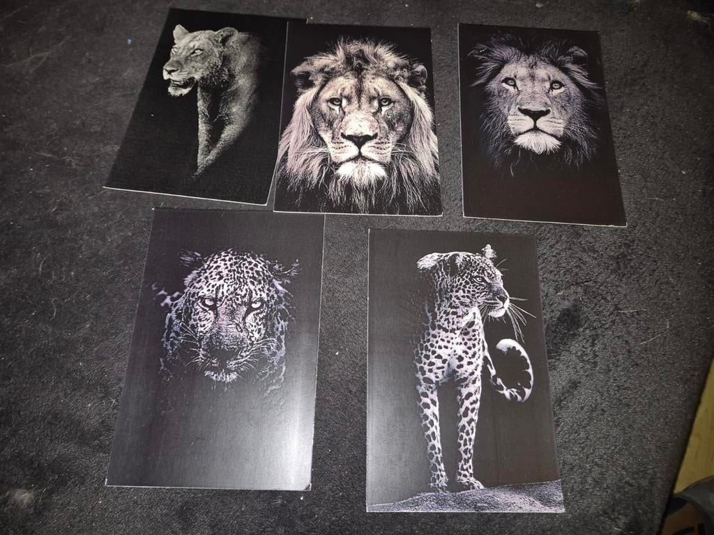 Zwart wit kaarten leeuw luipaard, Verzamelen, Verzenden