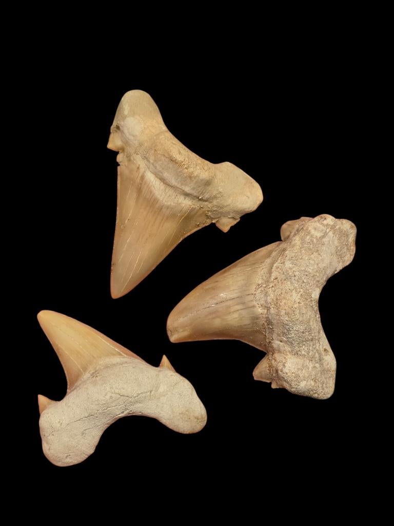 Haaientanden otodus obliquus uit marokko 5,5 - 4 cm., Verzamelen, Mineralen en Fossielen, Fossiel, Ophalen of Verzenden