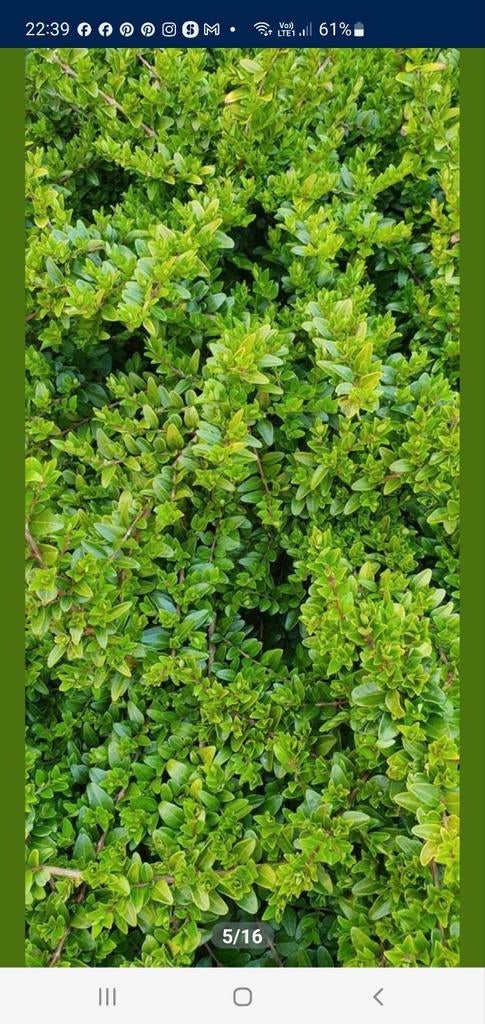 Lonicera nitida Maïgrun, jonge plantjes, Ophalen