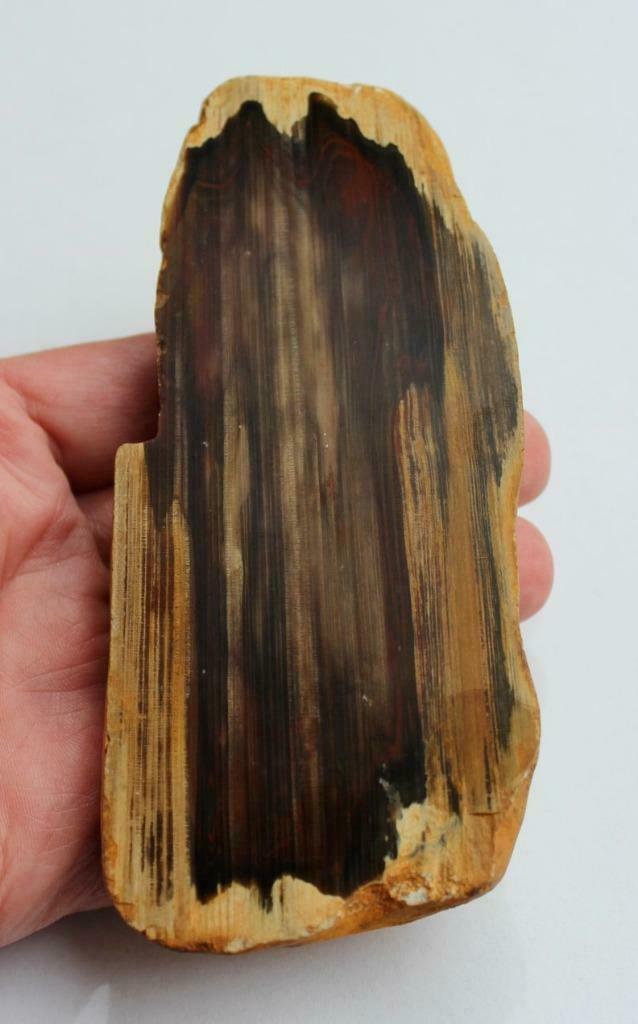 BOIS fossile d'Australie, Enlèvement ou Envoi, Fossile